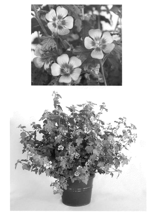 Figure 1 of US plant patent PP21393, the photograph of Nuanilainp printed in the patent.