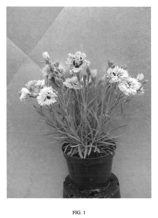 Figure 1 of US plant patent PP21394, the photograph of WP08 VER03 printed in the patent.