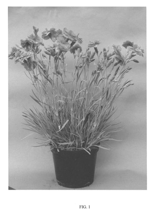 Figure 1 of US plant patent PP21395, the photograph of WP 05 PP 22 printed in the patent.