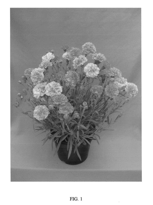 Figure 1 of US plant patent PP21396, the photograph of WP08 ULR03 printed in the patent.