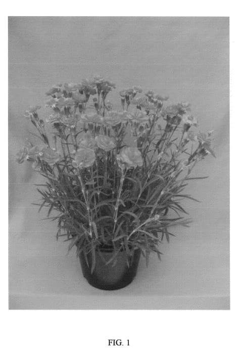 Figure 1 of US plant patent PP21397, the photograph of WP08 ROS03 printed in the patent.