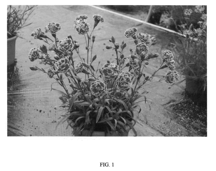 Figure 1 of US plant patent PP21398, the photograph of WP08 IAN04 printed in the patent.