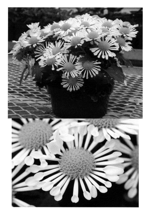 Figure 1 of US plant patent PP21399, the photograph of Yoadelle printed in the patent.