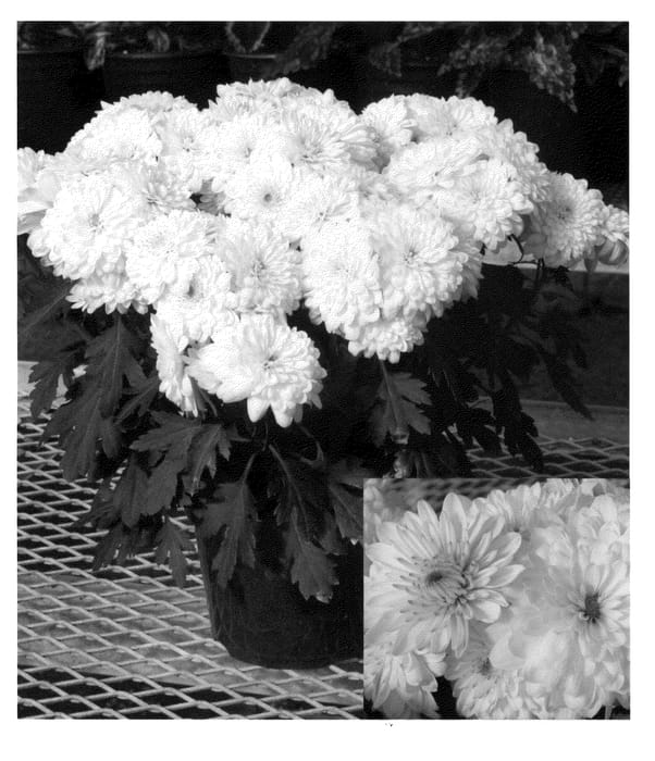Figure 1 of US plant patent PP21400, the photograph of Yolake Placid printed in the patent.