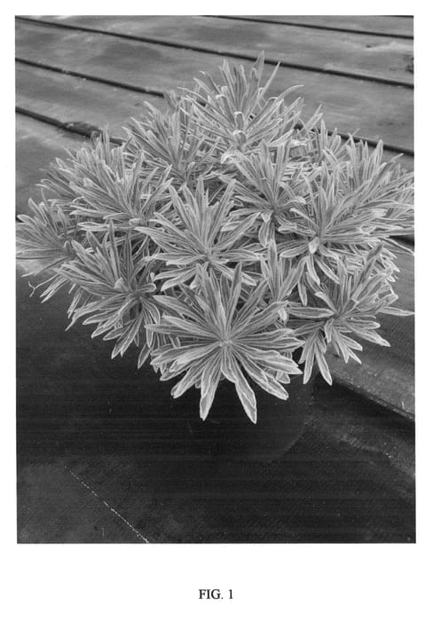 Figure 1 of US plant patent PP21401, the photograph of Ascot Rainbow printed in the patent.