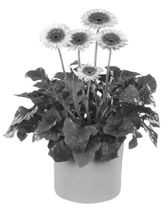 Figure 1 of US plant patent PP21402, the photograph of Floglades printed in the patent.