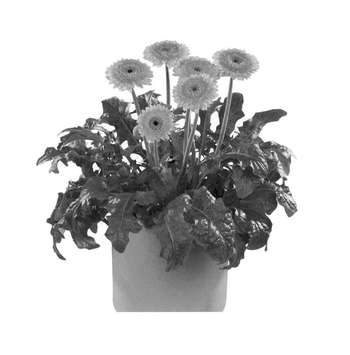 Figure 1 of US plant patent PP21403, the photograph of Flostone printed in the patent.