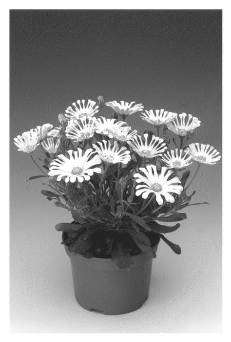 Figure 1 of US plant patent PP21404, the photograph of Osecspovan printed in the patent.