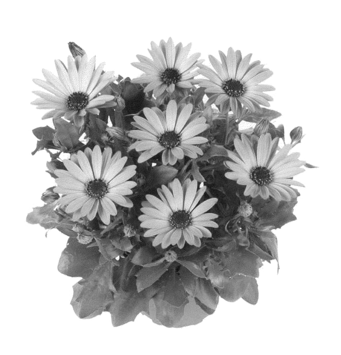 Figure 1 of US plant patent PP21405, the photograph of Fidostdebro printed in the patent.