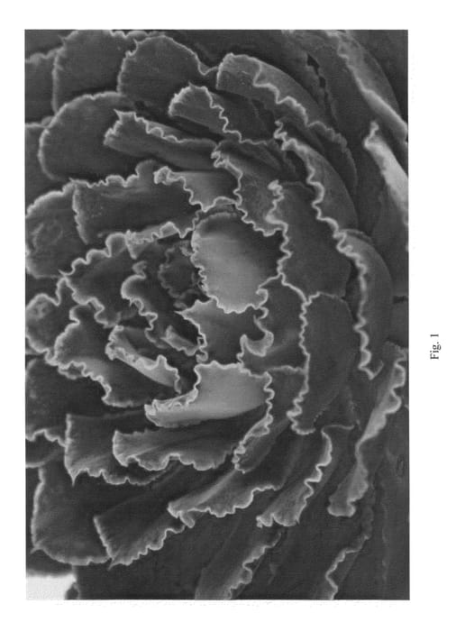 Figure 1 of US plant patent PP21406, the photograph of Neon Breakers printed in the patent.