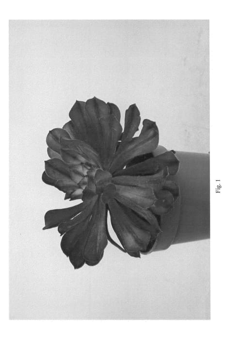 Figure 1 of US plant patent PP21407, the photograph of Mardi Gras printed in the patent.
