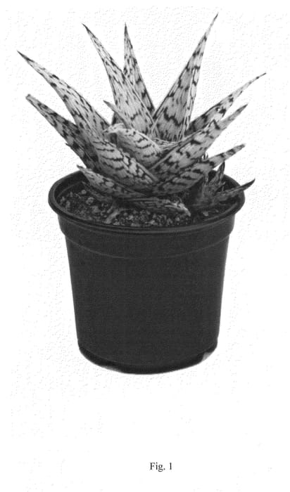 Figure 1 of US plant patent PP21408, the photograph of Blizzard printed in the patent.