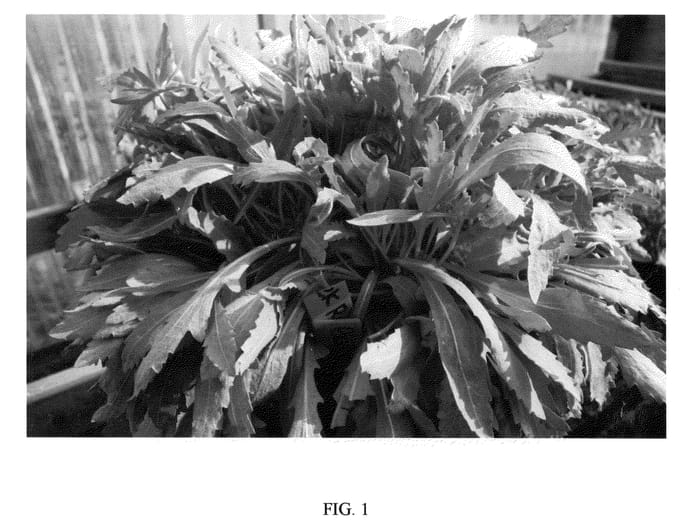Figure 1 of US plant patent PP21409, the photograph of El Fuego printed in the patent.