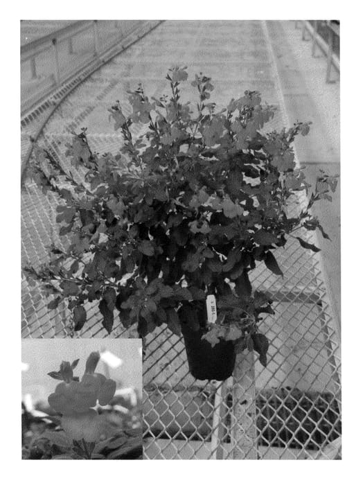 Figure 1 of US plant patent PP21410, the photograph of mes Scar printed in the patent.