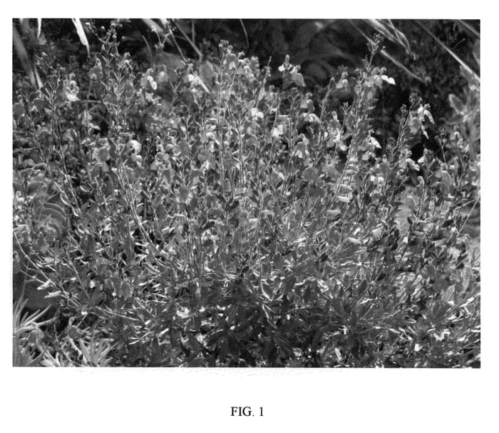 Figure 1 of US plant patent PP21411, the photograph of Ultra Violet printed in the patent.