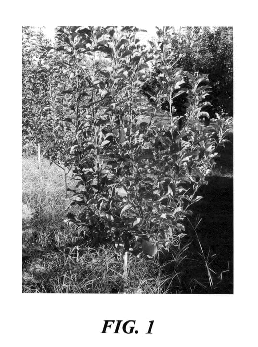Figure 1 of US plant patent PP21412, the photograph of PLMAS98 printed in the patent.