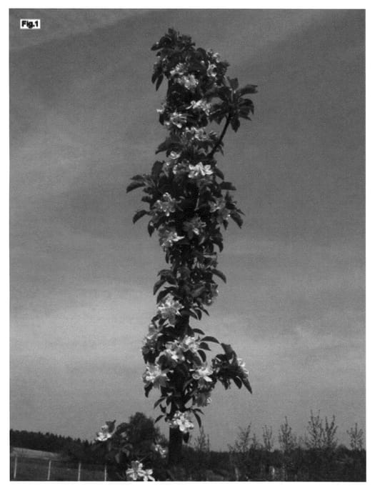 Figure 1 of US plant patent PP21413, the photograph of Goldlane printed in the patent.
