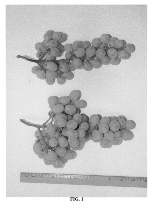 Figure 1 of US plant patent PP21414, the photograph of Vista printed in the patent.