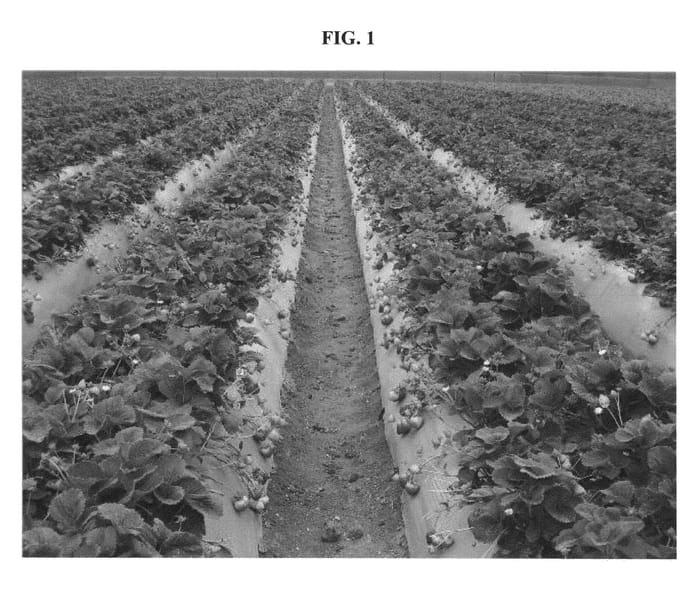 Figure 1 of US plant patent PP21415, the photograph of Reliance printed in the patent.