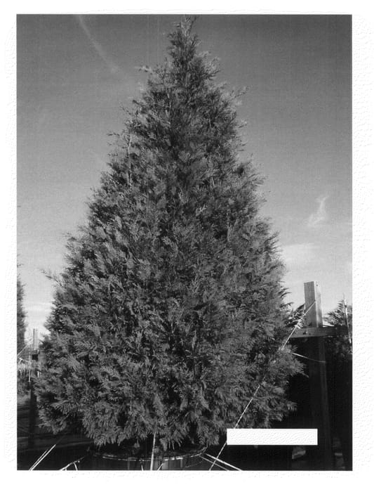 Figure 1 of US plant patent PP21416, the photograph of Madeline printed in the patent.