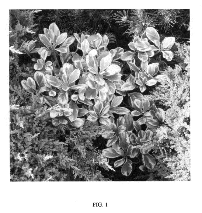 Figure 1 of US plant patent PP21417, the photograph of Fiesta printed in the patent.