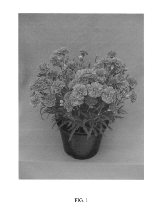 Figure 1 of US plant patent PP21418, the photograph of WP08 NIK03 printed in the patent.