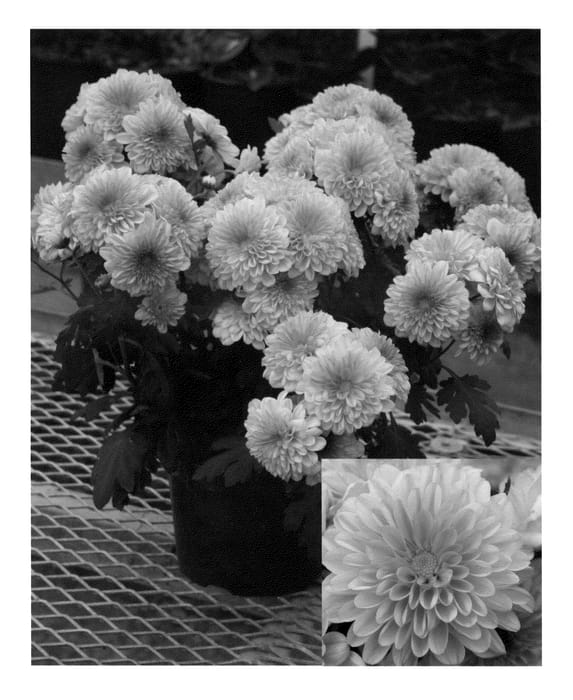 Figure 1 of US plant patent PP21419, the photograph of Bold Yonew York printed in the patent.