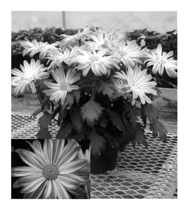 Figure 1 of US plant patent PP21420, the photograph of Yoapple Valley printed in the patent.