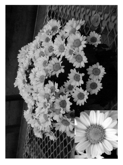 Figure 1 of US plant patent PP21421, the photograph of White Yomistique printed in the patent.