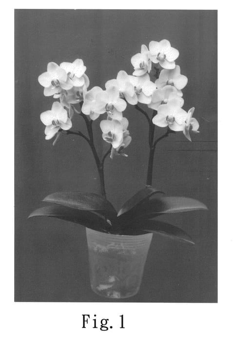 Figure 1 of US plant patent PP21422, the photograph of P.Ho's Colourful Bubbles printed in the patent.