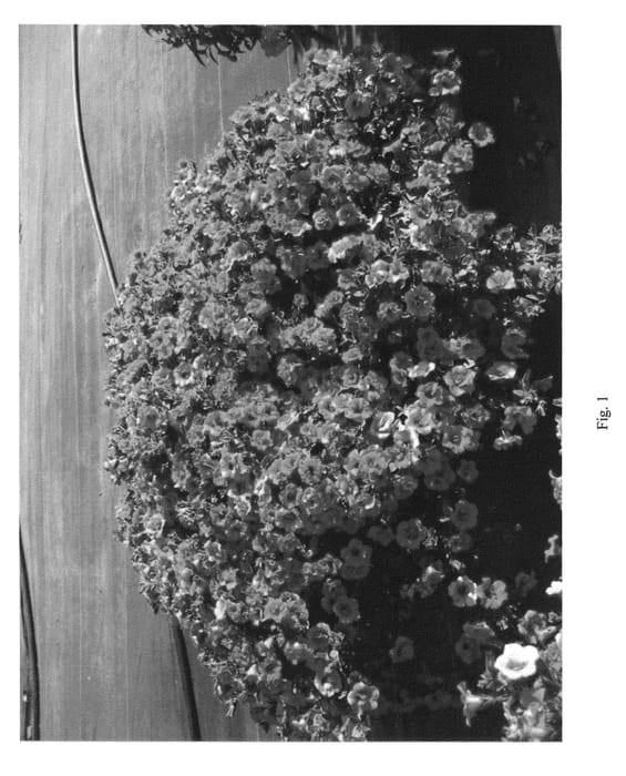 Figure 1 of US plant patent PP21423, the photograph of PETPRE01 printed in the patent.