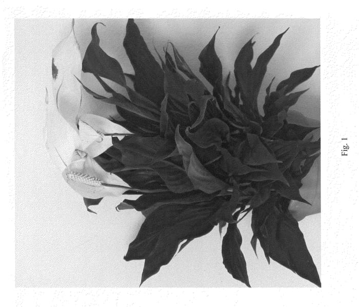 Figure 1 of US plant patent PP21424, the photograph of Delta printed in the patent.
