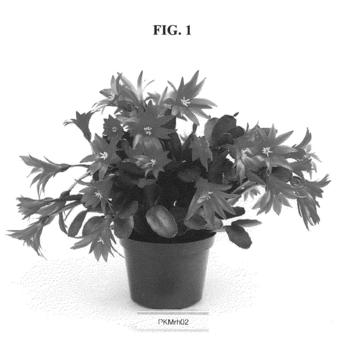 Figure 1 of US plant patent PP21425, the photograph of PKMRH02 printed in the patent.