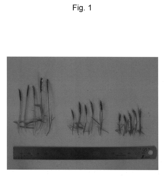 Figure 1 of US plant patent PP21426, the photograph of TMX printed in the patent.