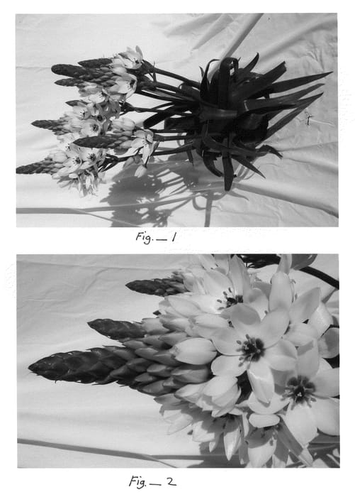 Figure 1 of US plant patent PP21427, the photograph of Bethlehem printed in the patent.