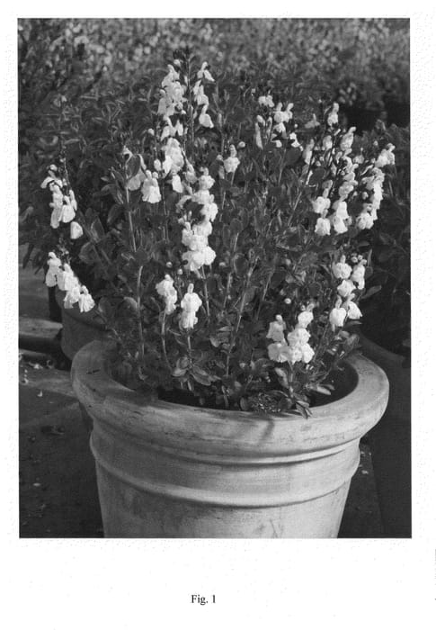 Figure 1 of US plant patent PP21428, the photograph of Melen printed in the patent.