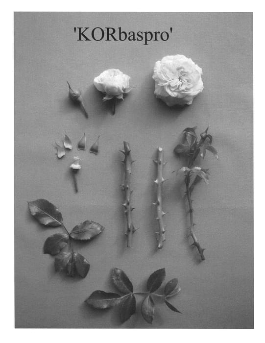 Figure 1 of US plant patent PP21429, the photograph of KORbaspro printed in the patent.