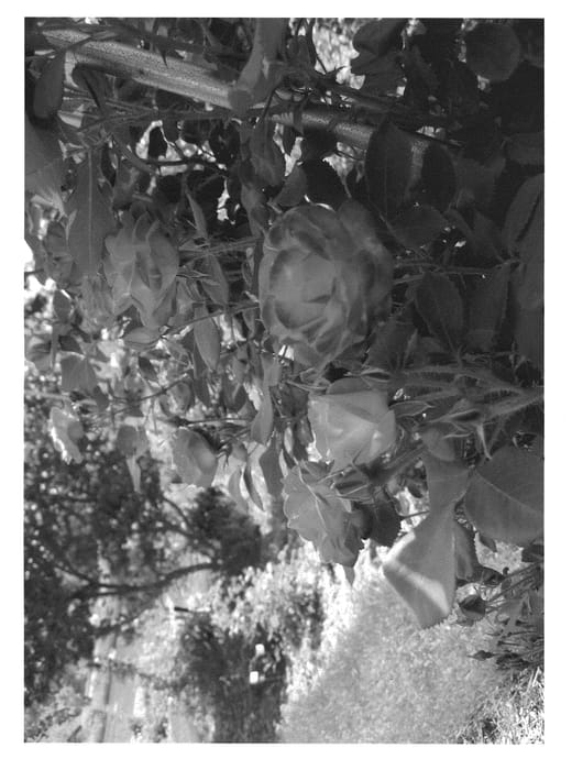 Figure 1 of US plant patent PP21430, the photograph of Radcancan printed in the patent.