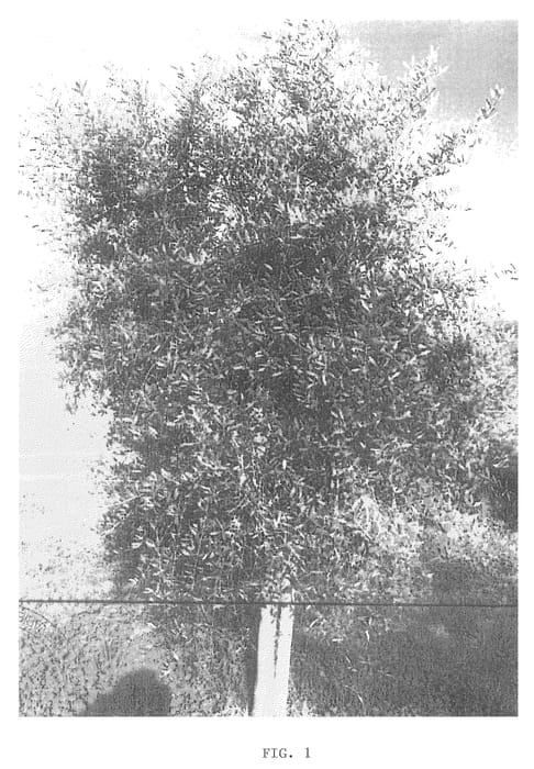 Figure 1 of US plant patent PP21431, the photograph of Vas-One printed in the patent.