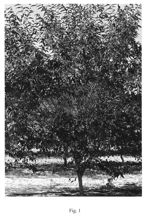 Figure 1 of US plant patent PP21432, the photograph of Purplepac printed in the patent.