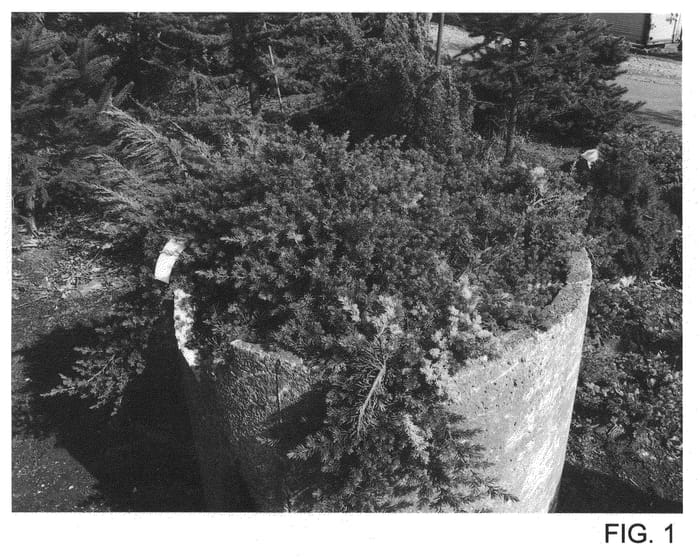 Figure 1 of US plant patent PP21433, the photograph of JAP08 printed in the patent.