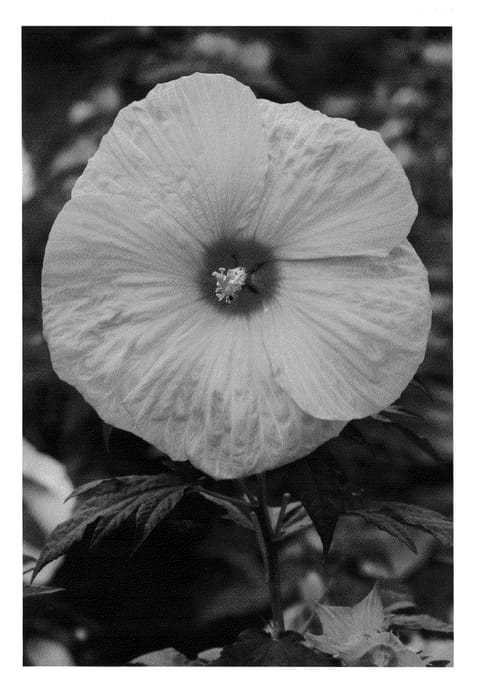 Figure 1 of US plant patent PP21434, the photograph of James Fleming printed in the patent.