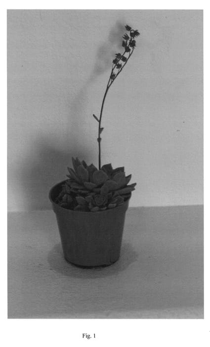 Figure 1 of US plant patent PP21435, the photograph of Joey2 printed in the patent.