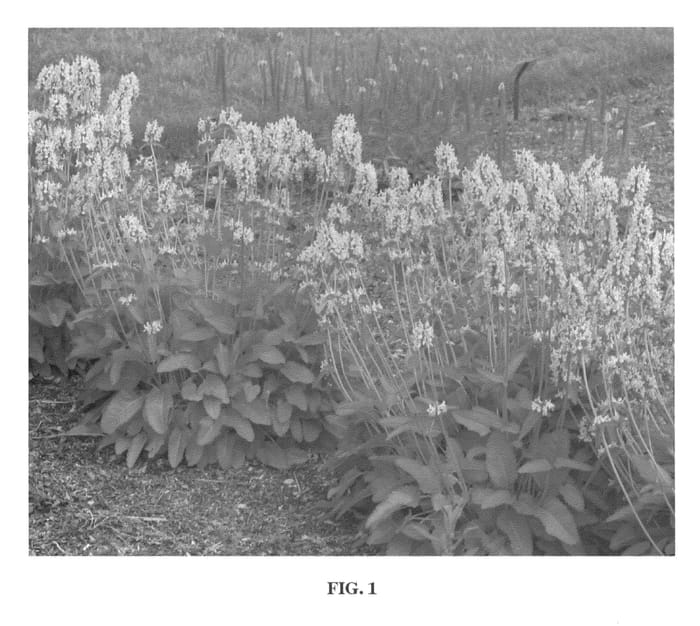 Figure 1 of US plant patent PP21436, the photograph of Pink Cotton Candy printed in the patent.