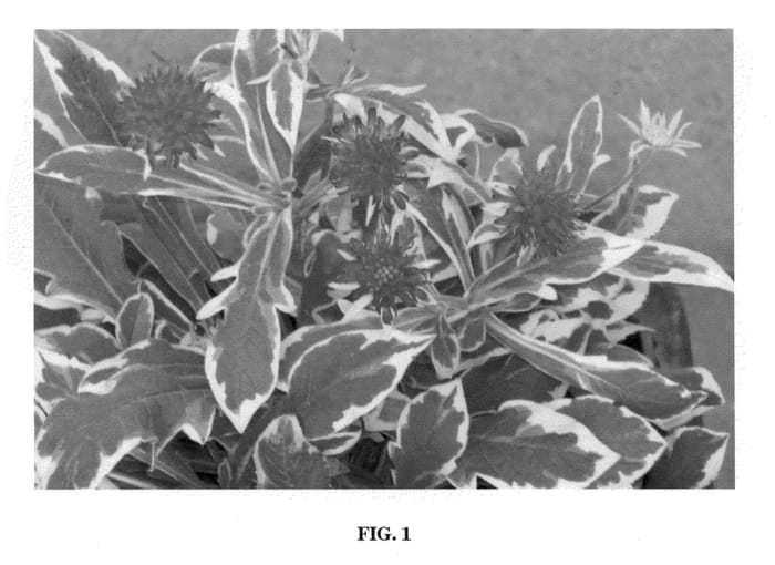 Figure 1 of US plant patent PP21437, the photograph of Thunder and Lightning printed in the patent.