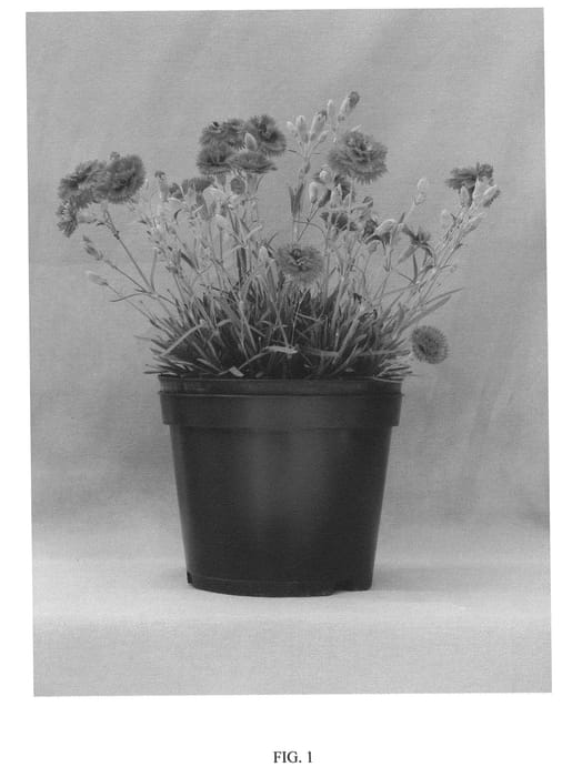 Figure 1 of US plant patent PP21438, the photograph of Starlette printed in the patent.