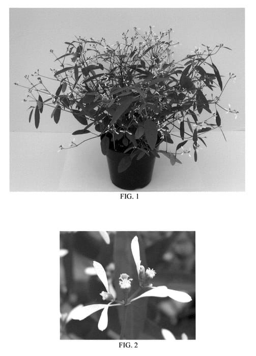 Figure 1 of US plant patent PP21439, the photograph of Balbrewite printed in the patent.