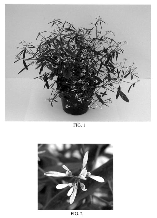 Figure 1 of US plant patent PP21440, the photograph of Balbreblus printed in the patent.
