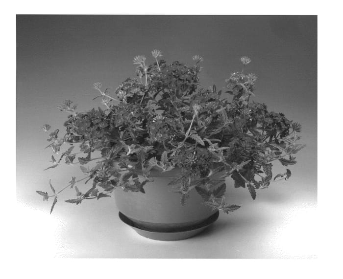 Figure 1 of US plant patent PP21441, the photograph of Bludena printed in the patent.