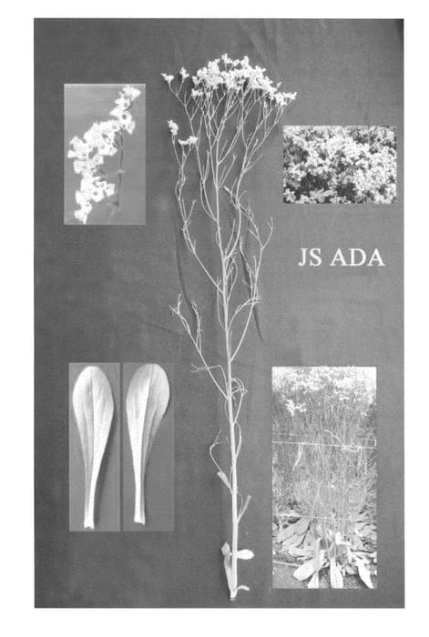 Figure 1 of US plant patent PP21442, the photograph of Jsada printed in the patent.